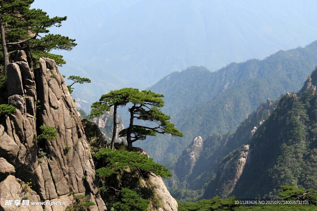 黄山奇峰上的苍松美景