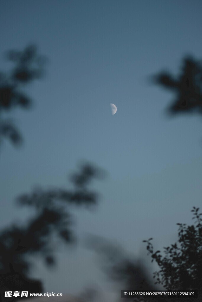 夜幕下的弯月与树梢