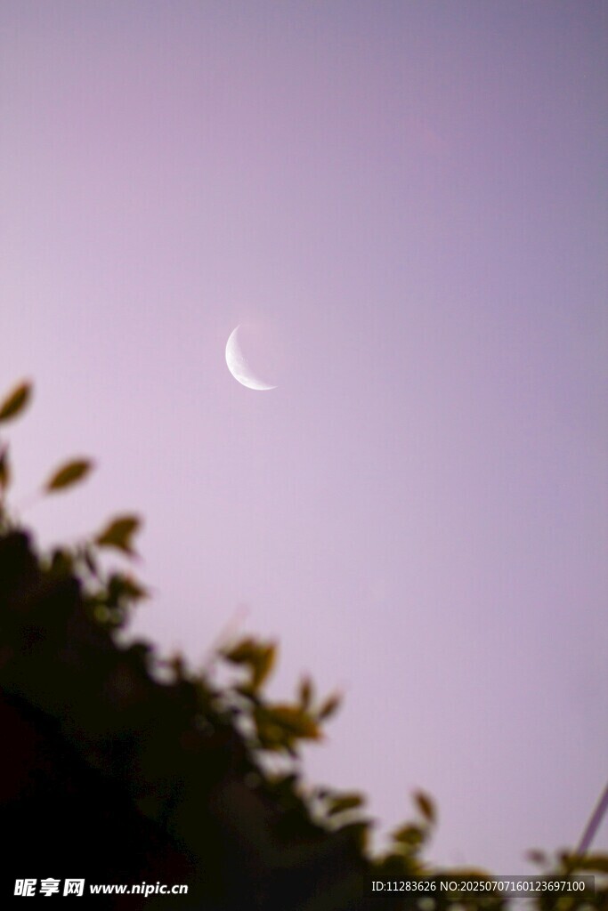 夜幕下的弯月与枝叶