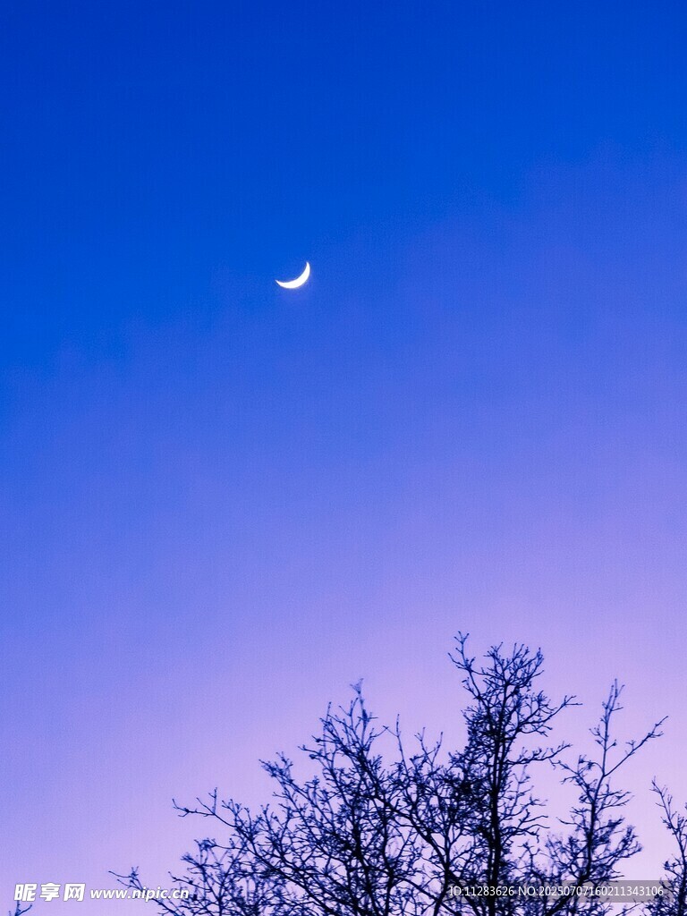夜幕下的弯月与枯树