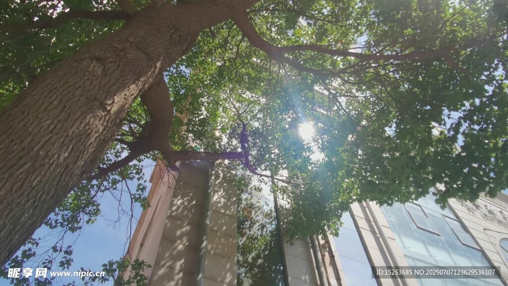 透过枝叶看城市建筑