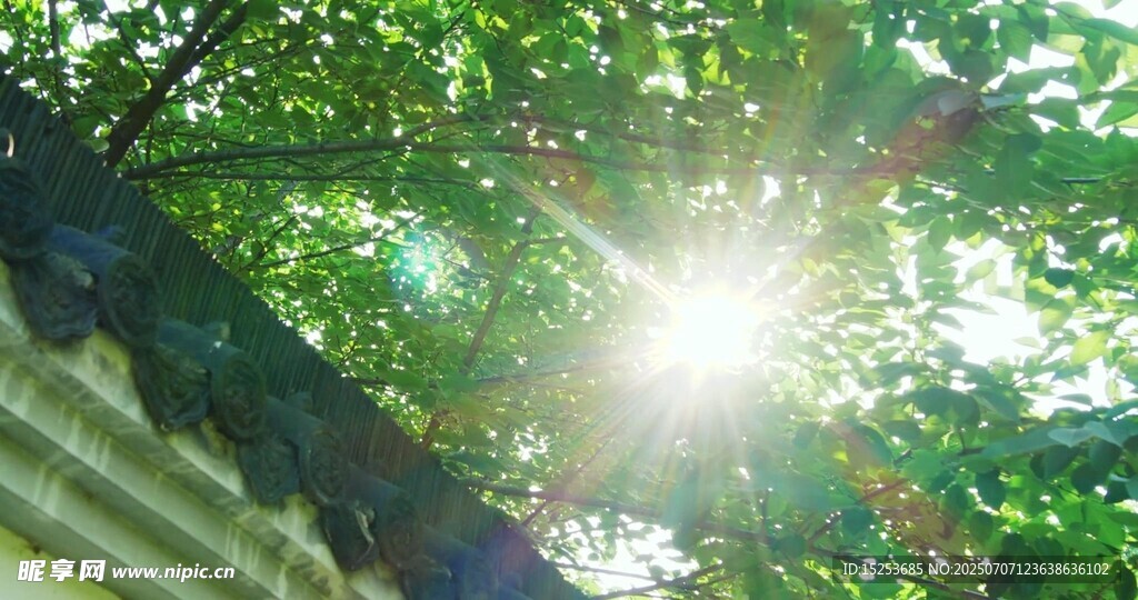 阳光透过树叶洒下的美景