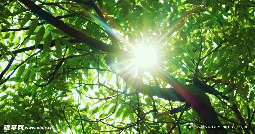阳光透过枝叶洒下的美景