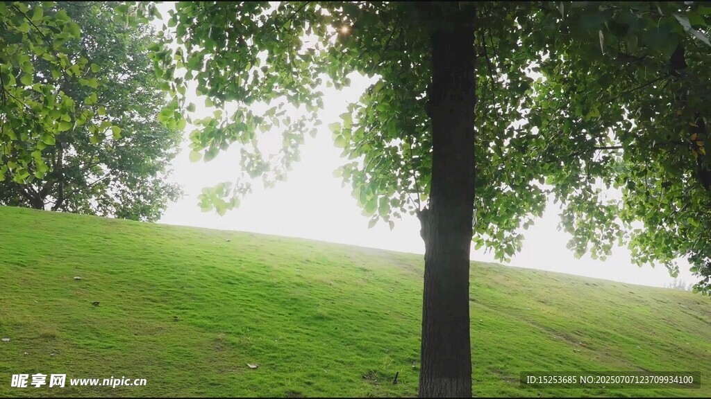 绿意盎然的草地与树木