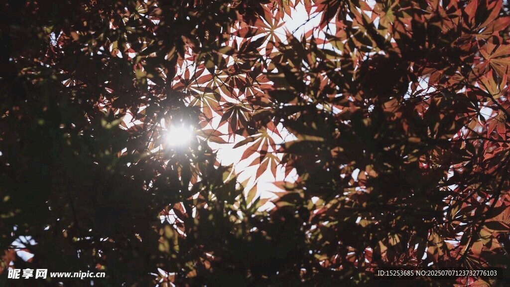 阳光透过枝叶洒下的美景