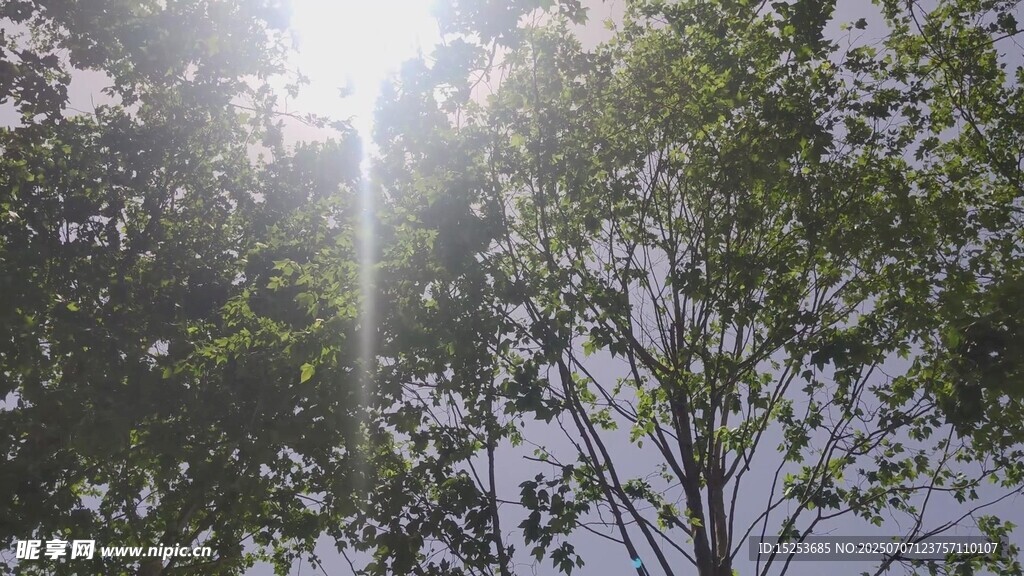 阳光穿透树林的美好景象