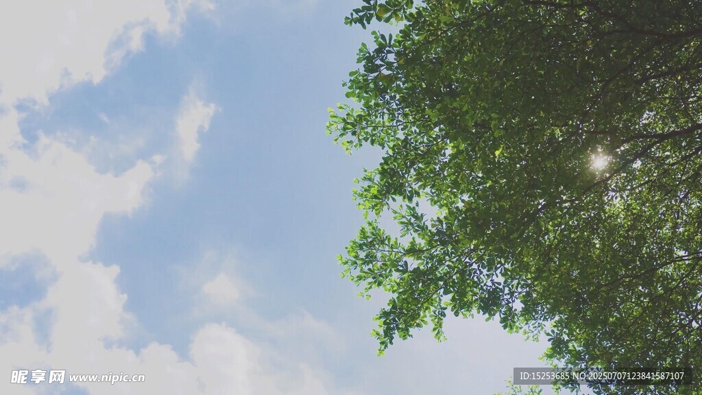 阳光透过树叶的清新天空