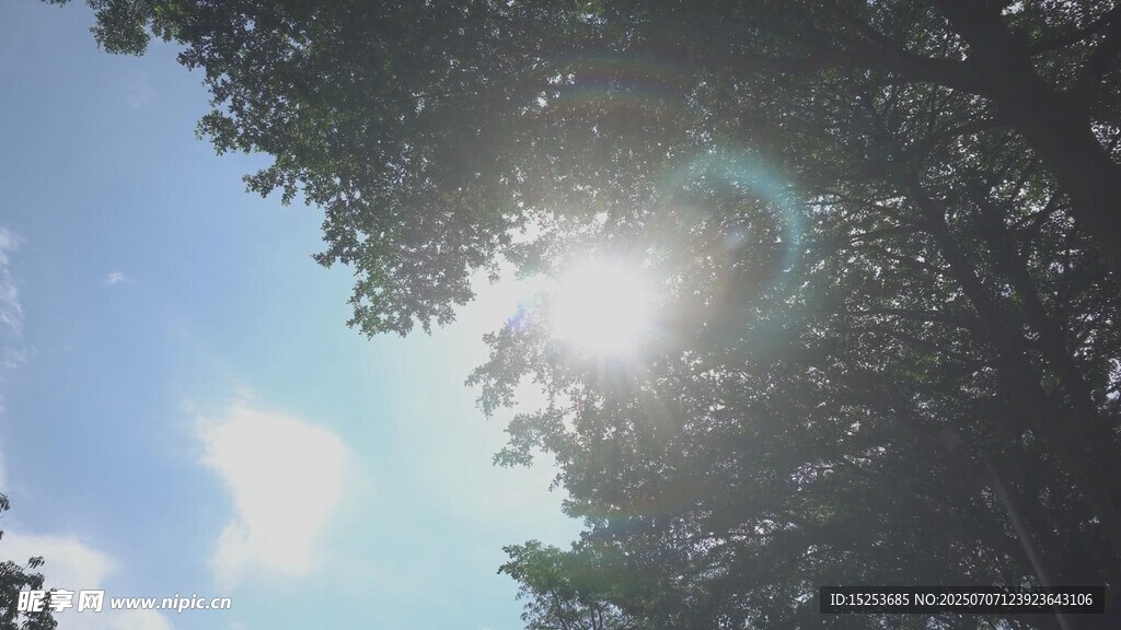 阳光透过树林洒下的美景