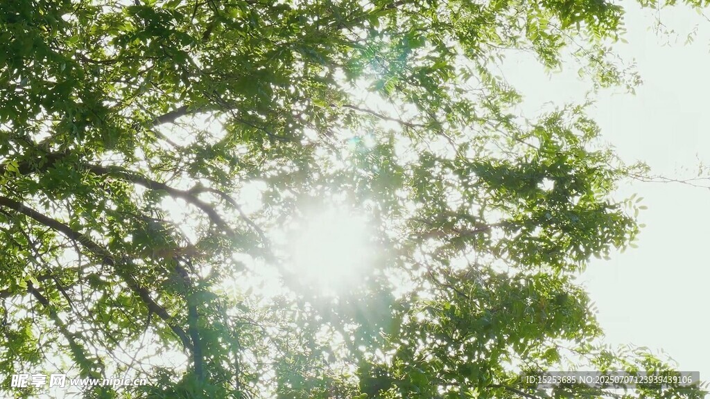阳光透过树叶洒下的美景