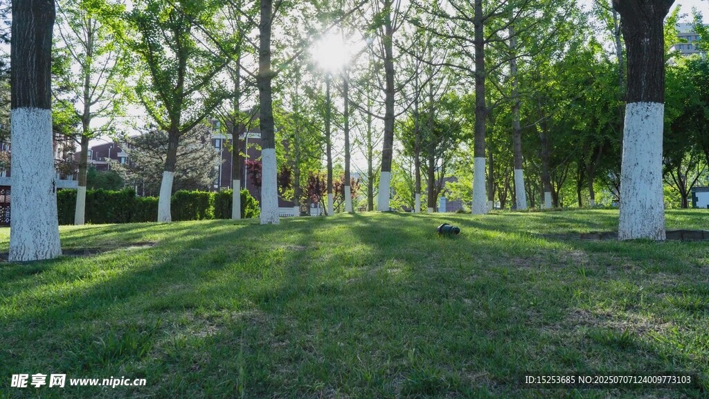 林间草地静谧自然景致