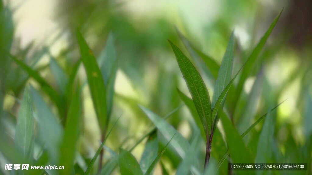 嫩绿青草特写