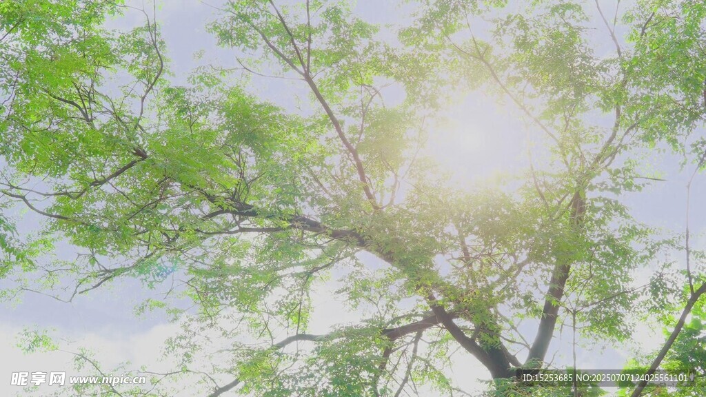 阳光透过枝叶洒下的美景