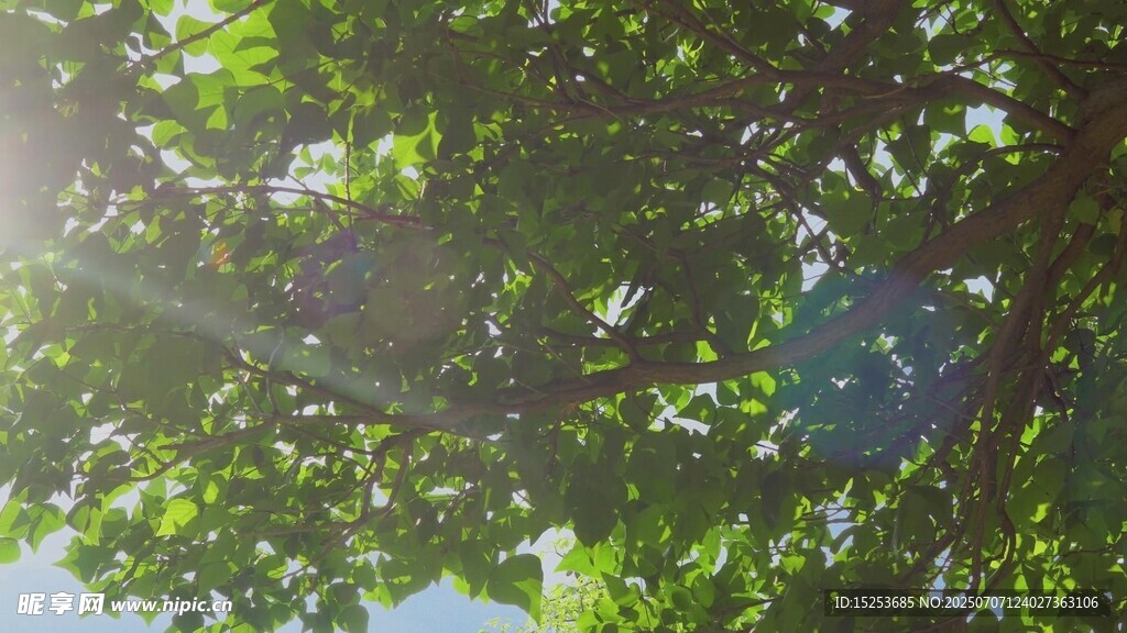 阳光透过绿叶的清新景象