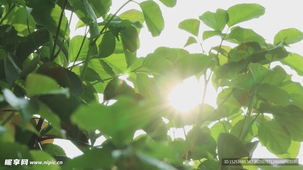 阳光穿透绿叶的清新景象