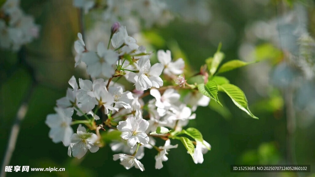 绽放的白色花朵