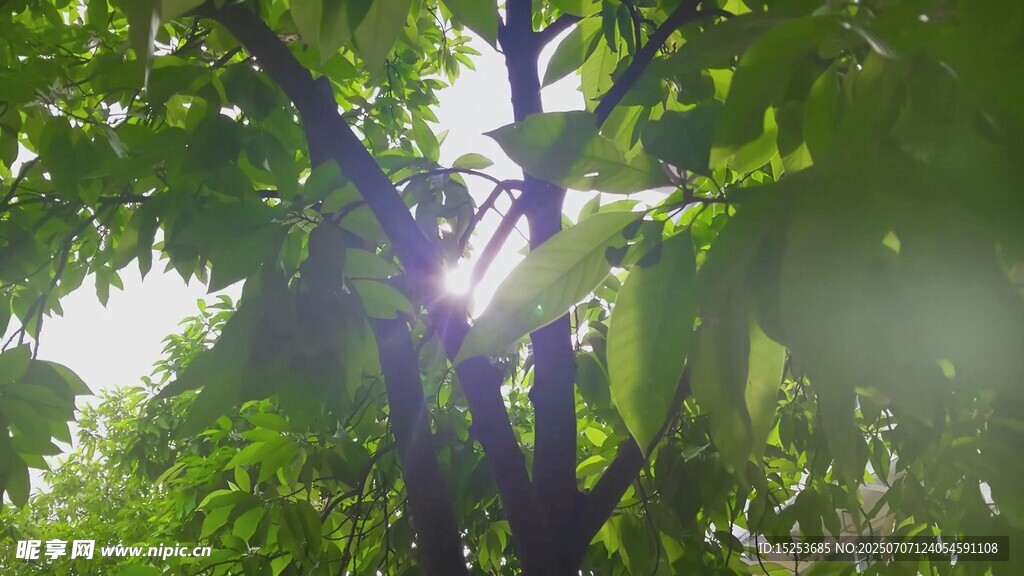 阳光穿透绿叶的美好瞬间