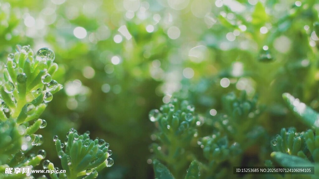 嫩绿植物特写