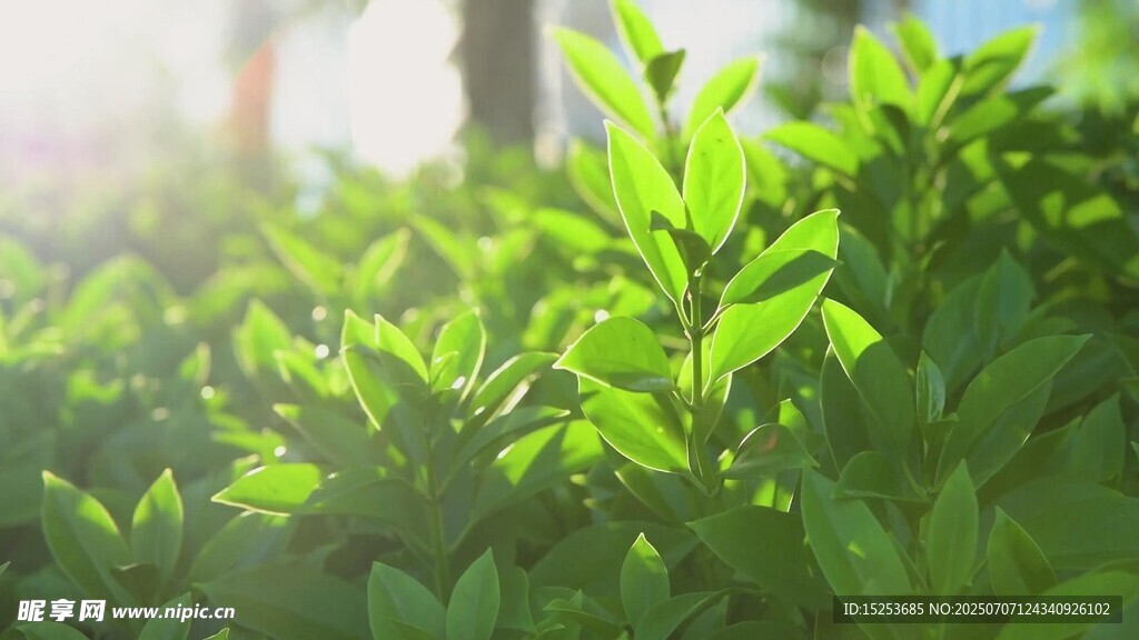 阳光下的翠绿植物