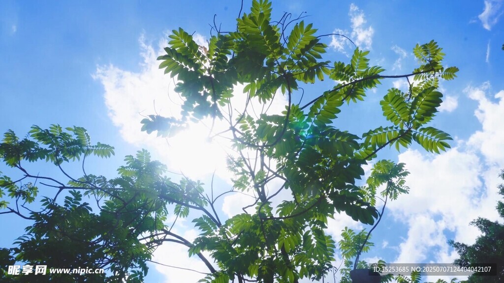 阳光下的繁茂枝叶