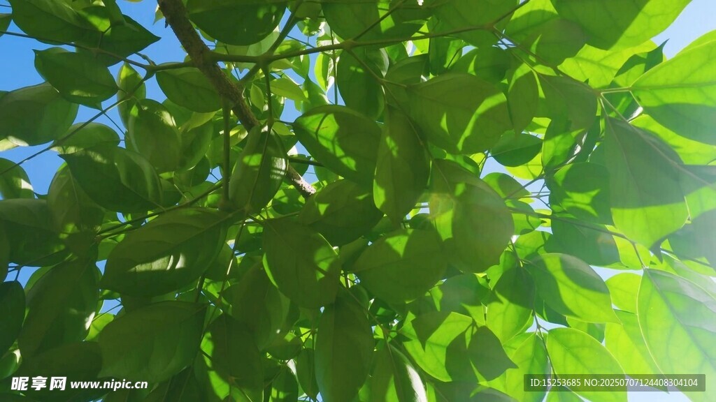 阳光下的翠绿繁茂树叶