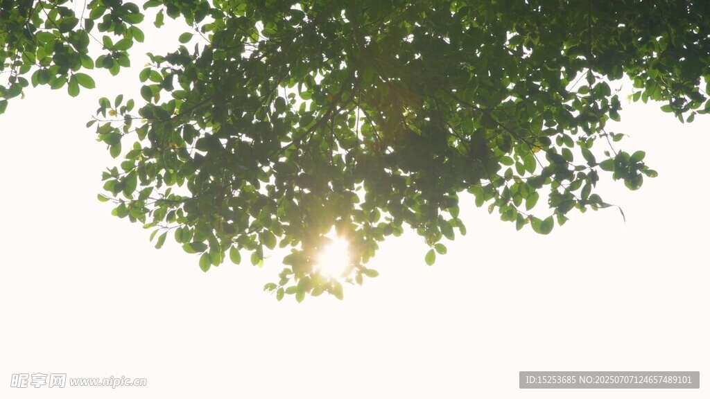 阳光透过树叶洒下的美景