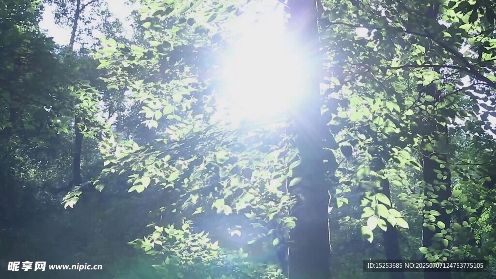 阳光穿透树林的自然美景