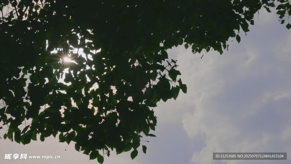 透过树叶看天空