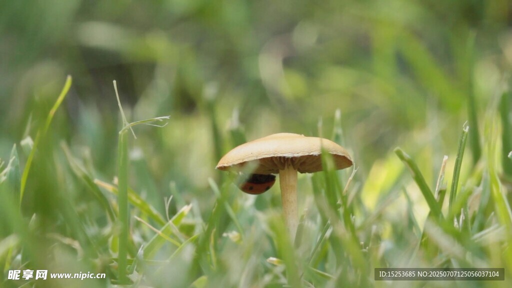 草丛中的蘑菇