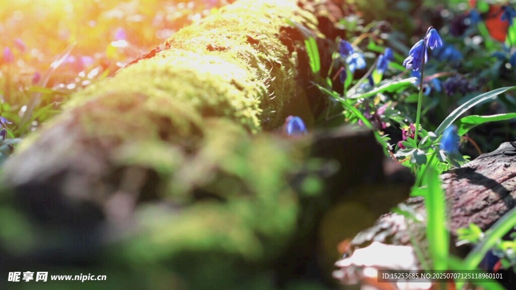 春日林间花草与苔藓景致