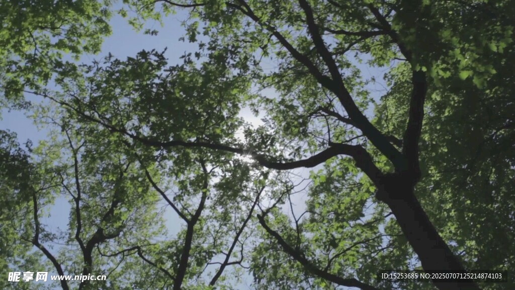 仰视繁茂树林绿意盎然