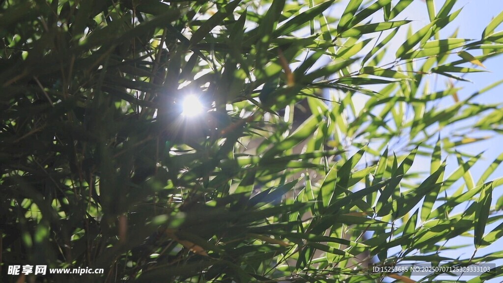 阳光透过枝叶洒下的美景