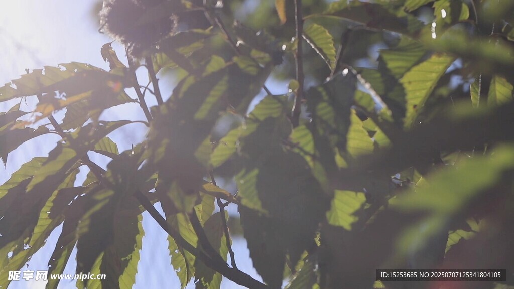 阳光下的翠绿植物叶片