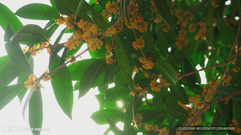 绿叶间的黄色小花