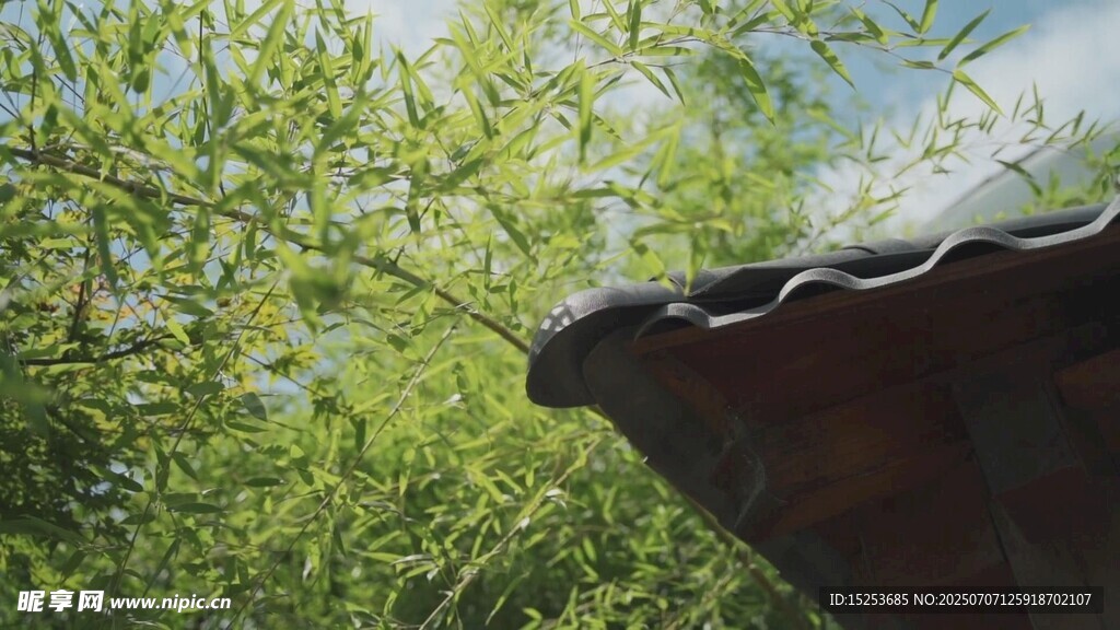 屋檐下的绿意盎然