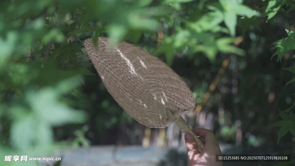 林中栖息的鸟