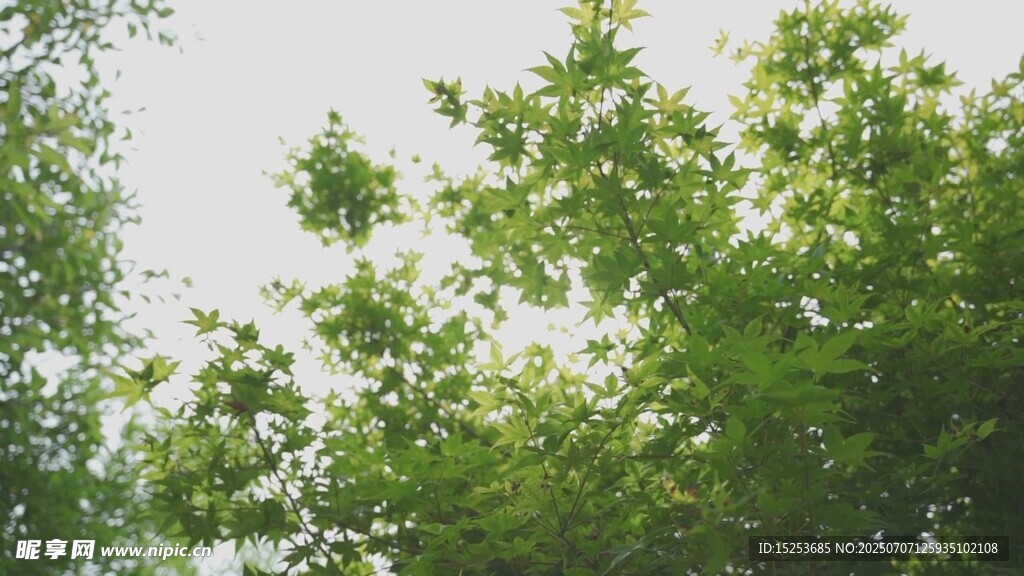 绿叶繁茂的树梢