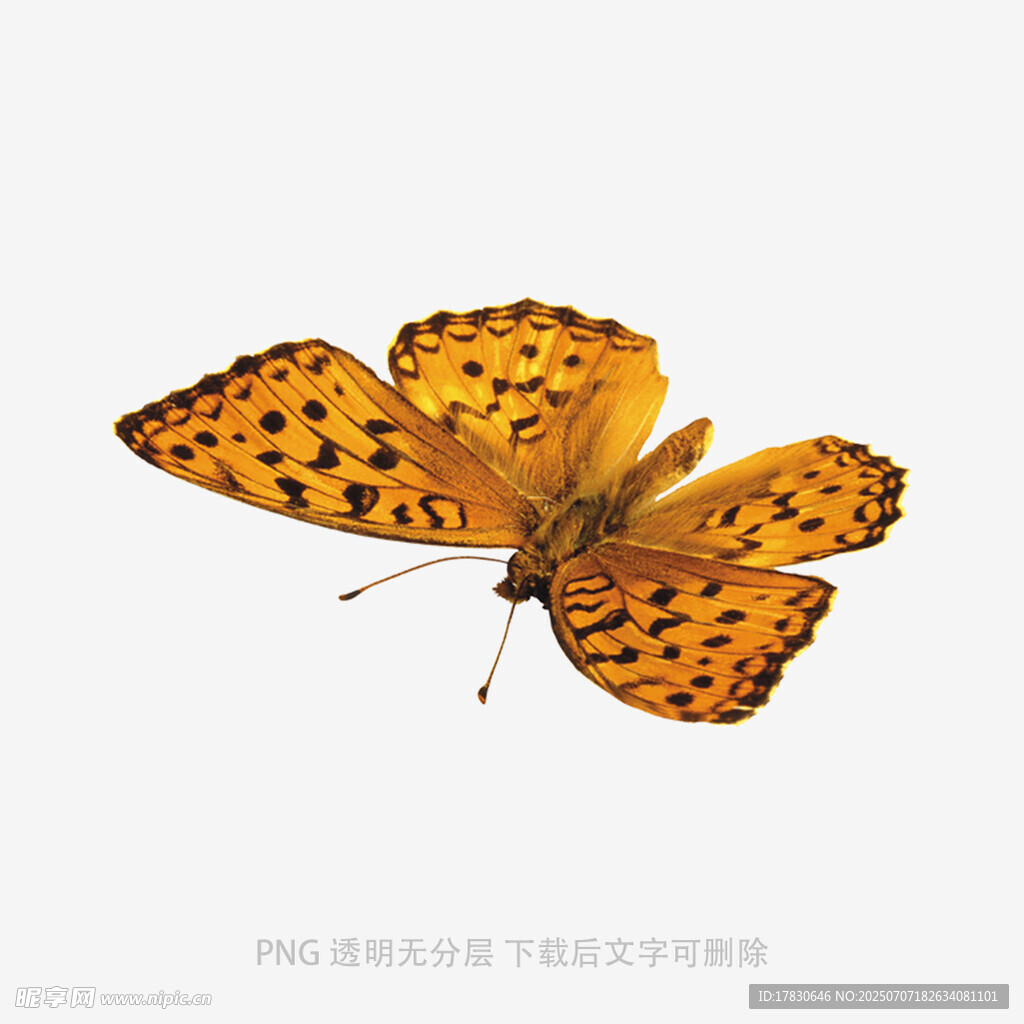 橙斑蝴蝶特写