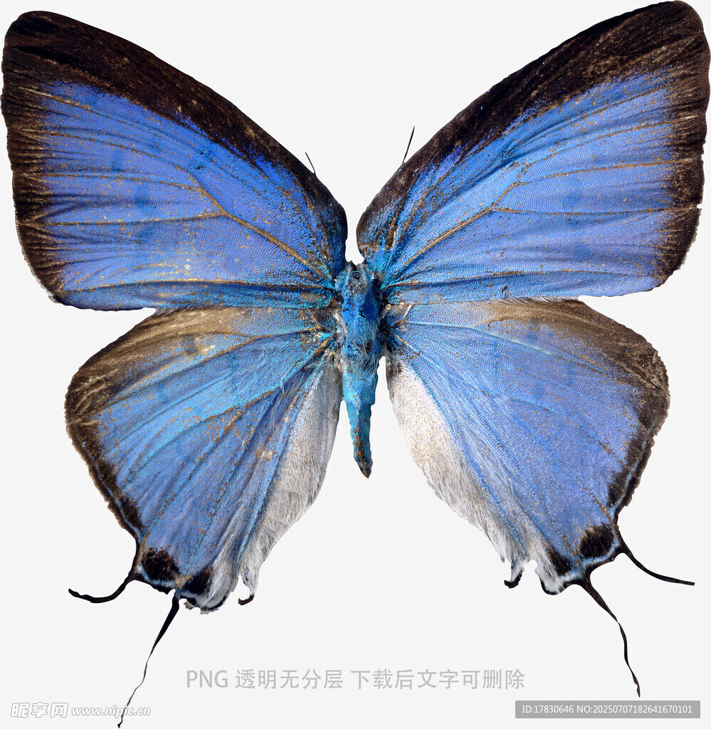 蓝色美丽蝴蝶标本展示