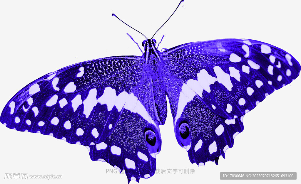梦幻紫色花纹蝴蝶