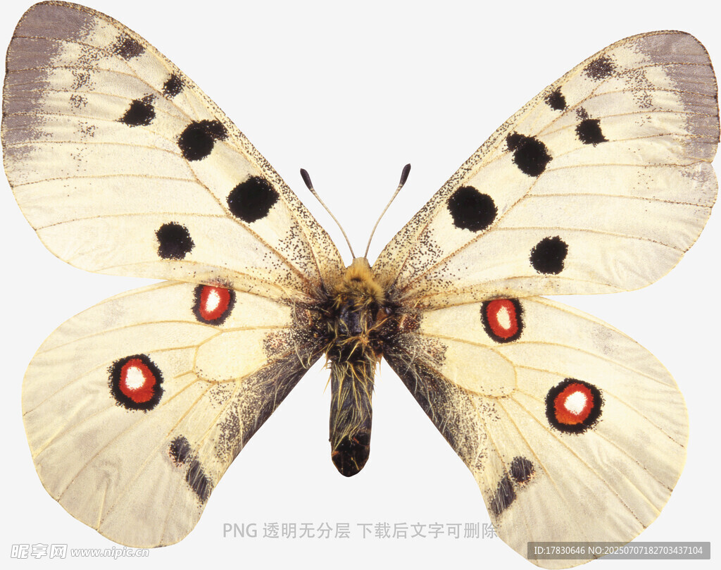 斑点彩蝶标本特写