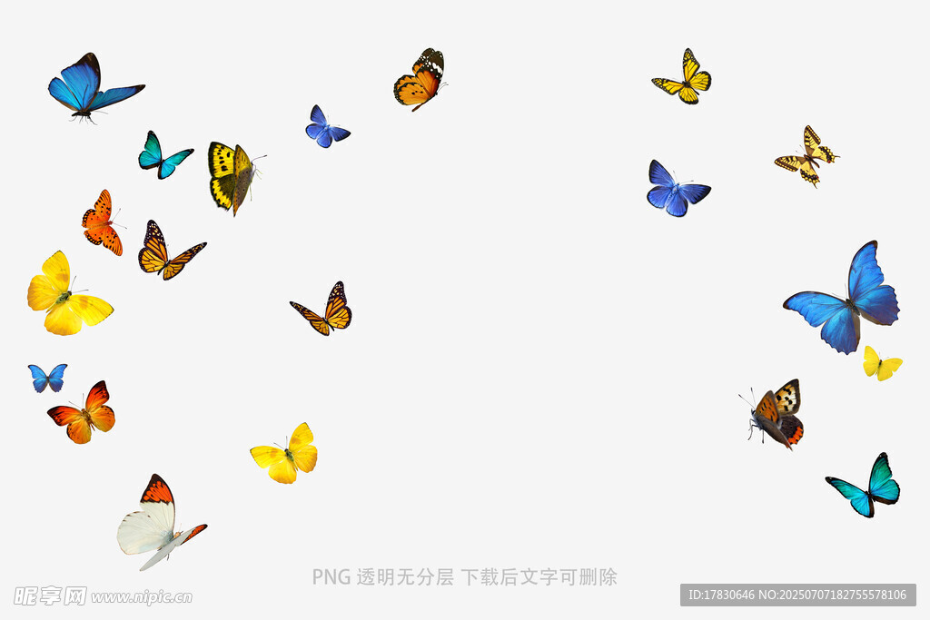 飞舞的多彩蝴蝶