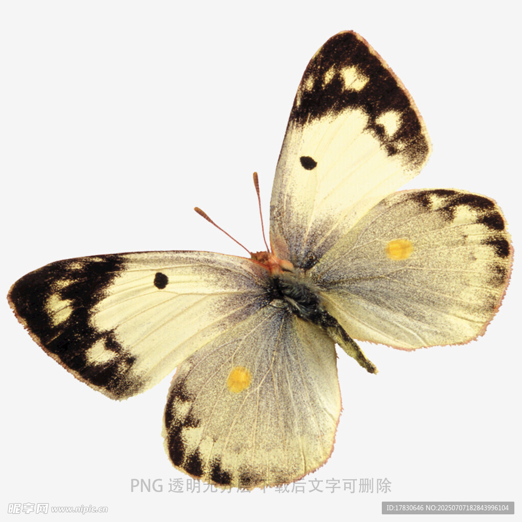 白色蝴蝶特写