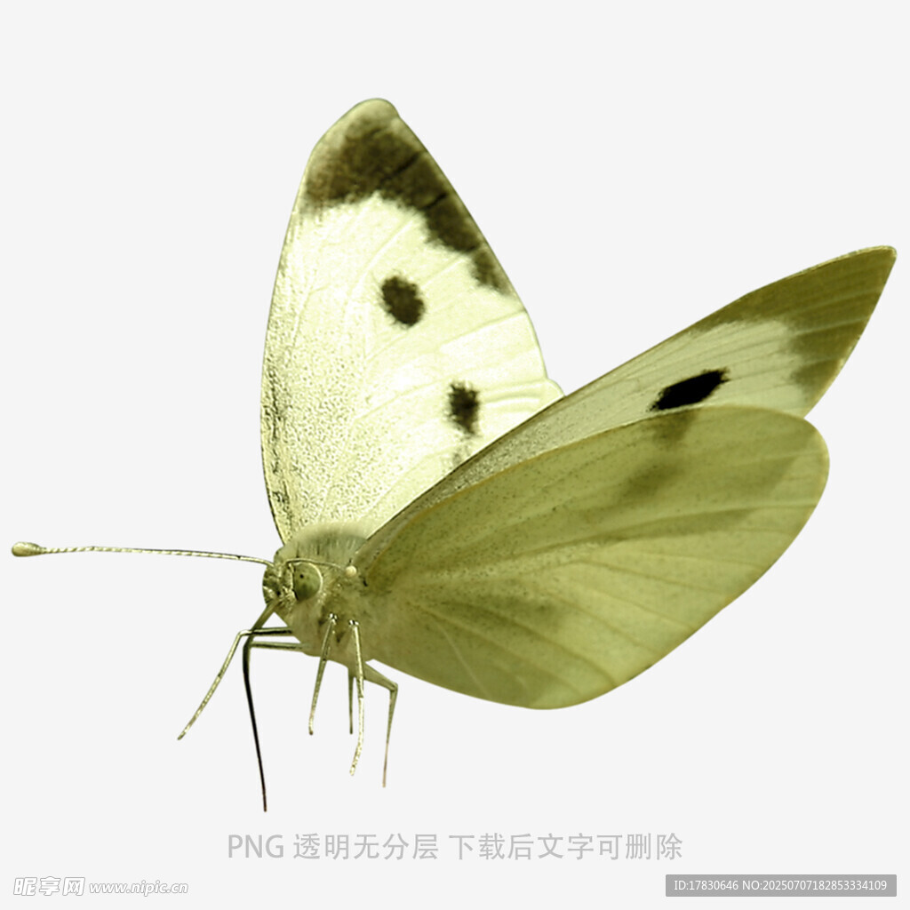 白色蝴蝶特写