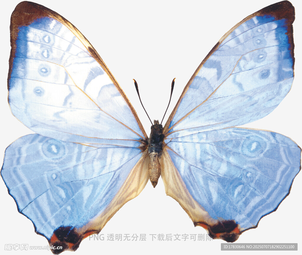 梦幻蓝蝶特写
