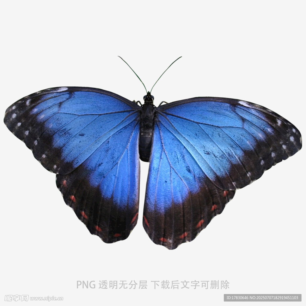 蓝色梦幻蝴蝶特写
