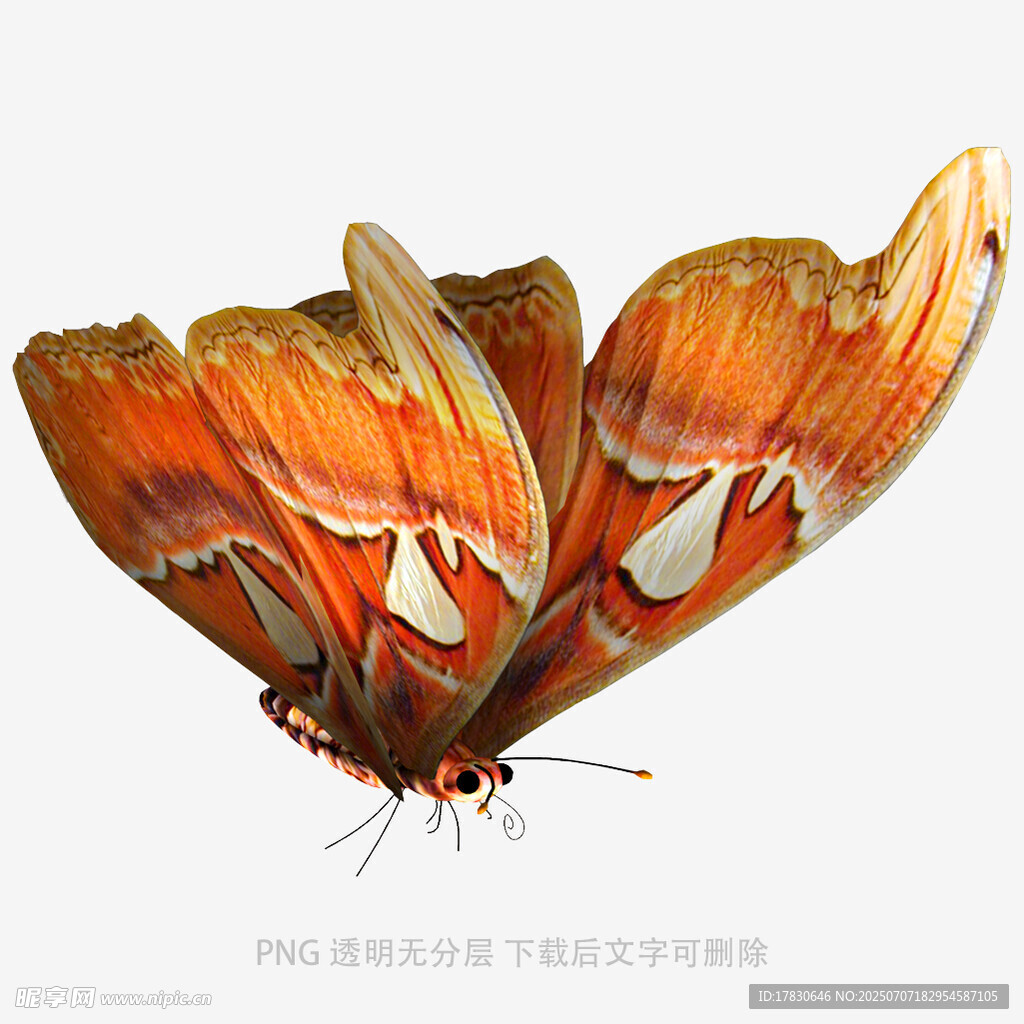 橙红色花纹蝴蝶特写