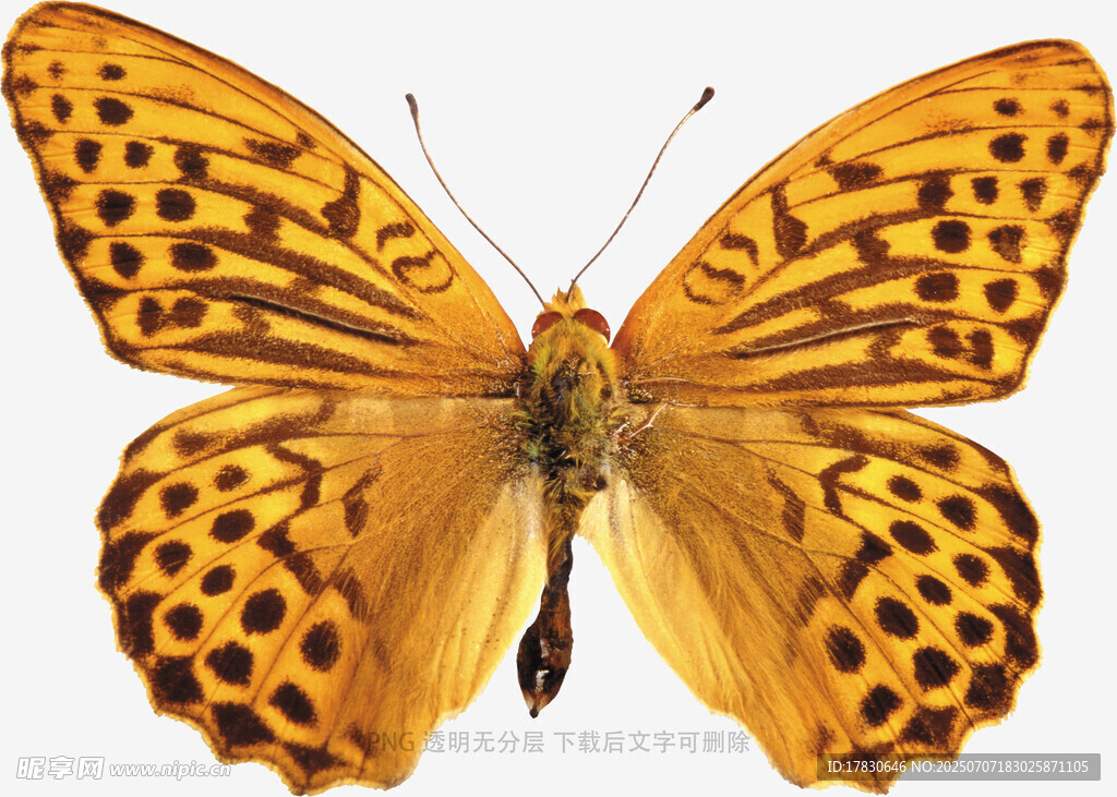 橙斑蝴蝶特写