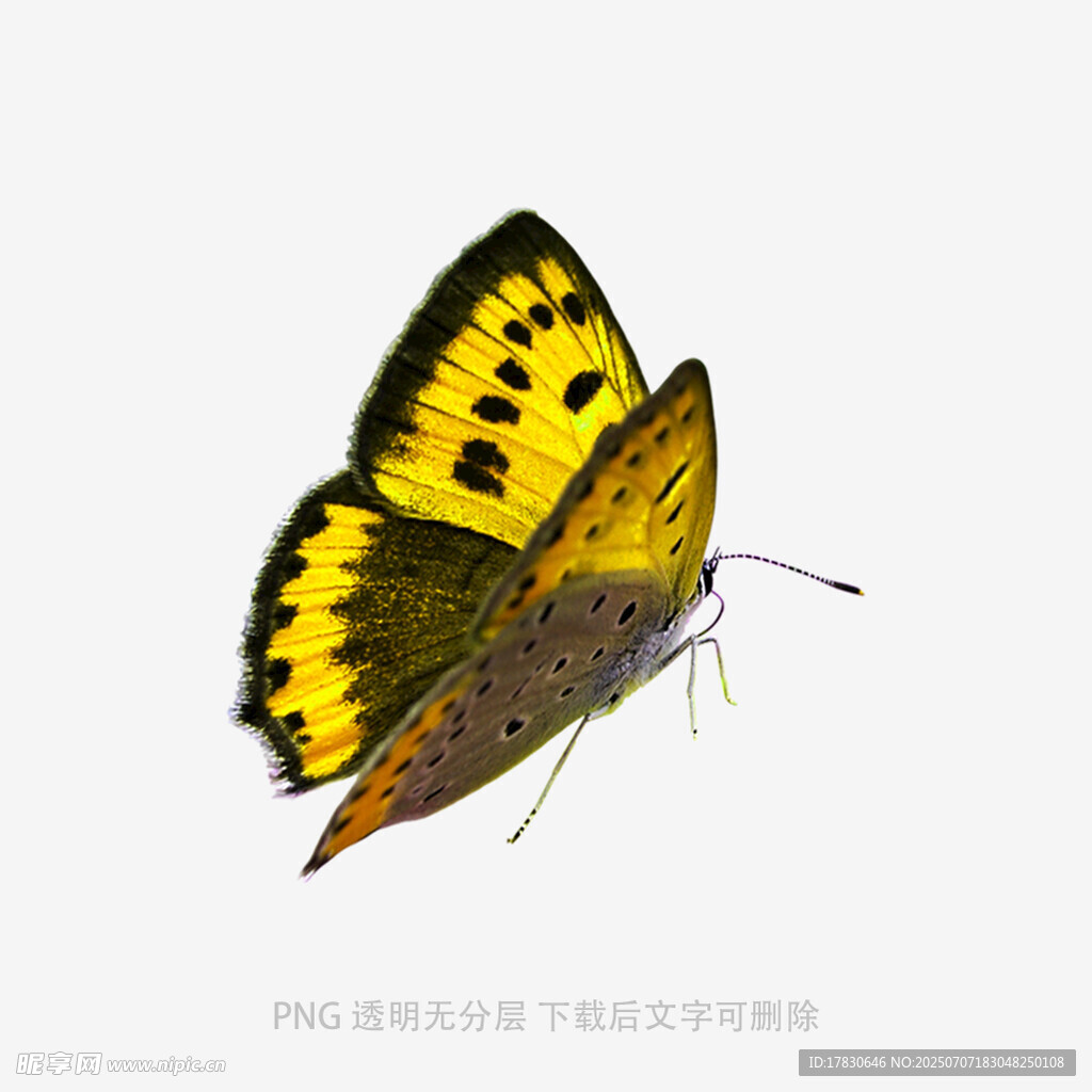 黄黑相间蝴蝶特写