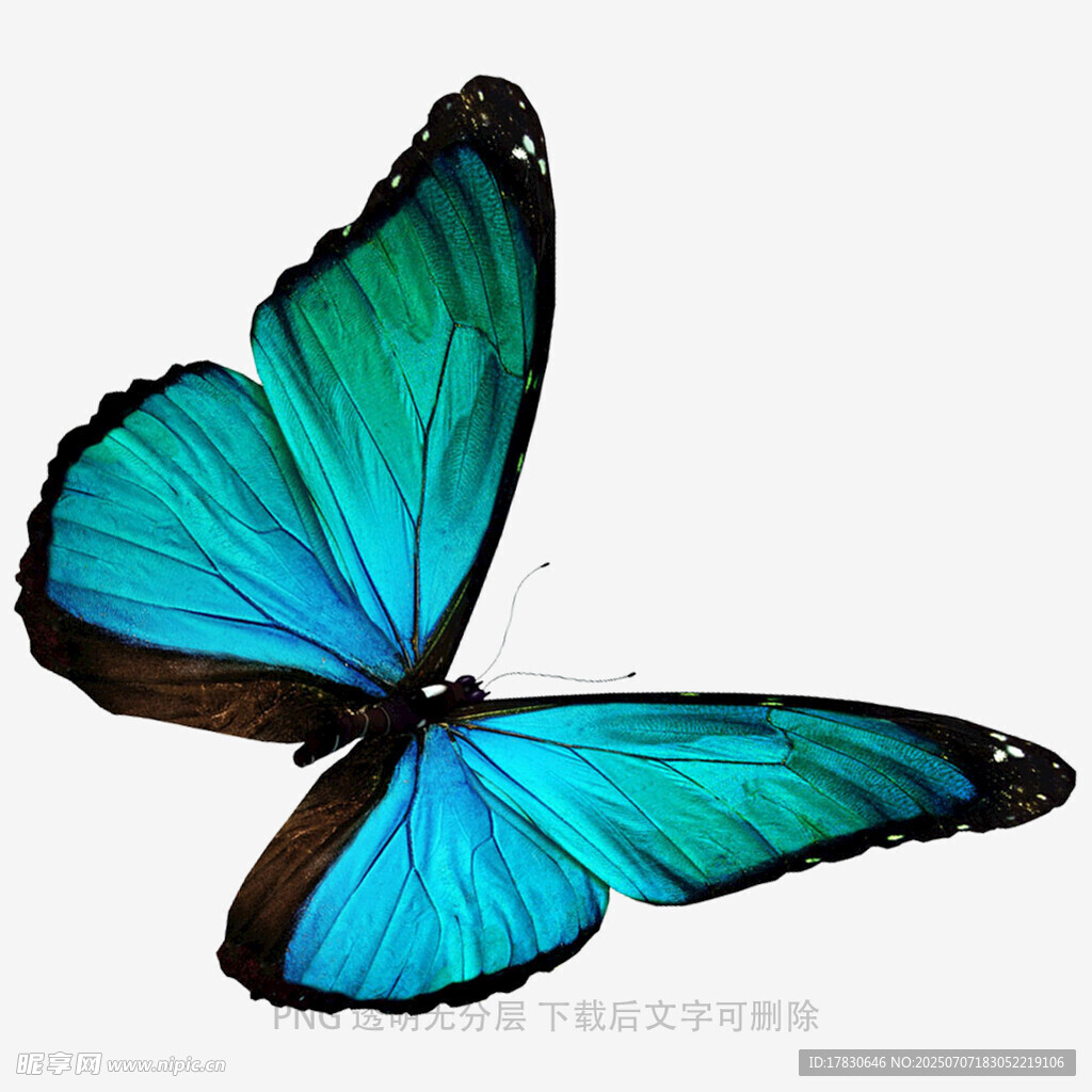 蓝绿相间美丽蝴蝶飞舞