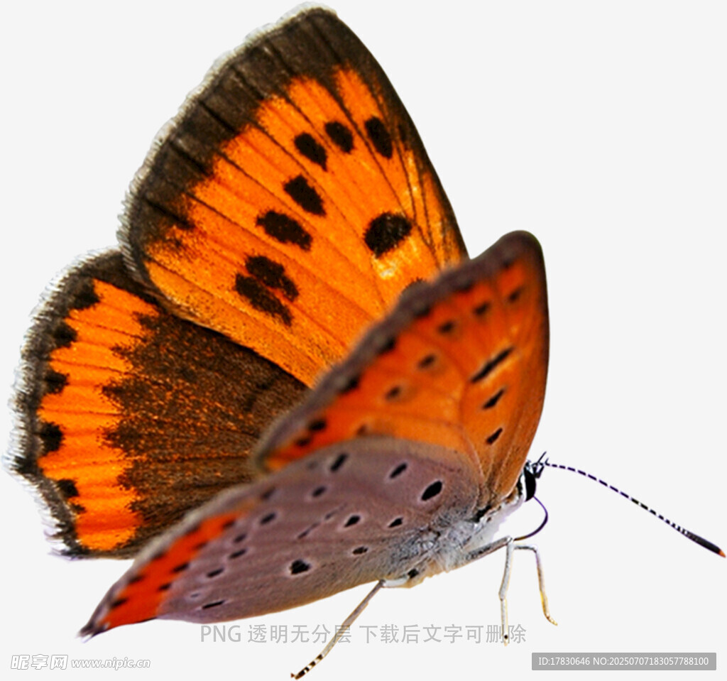 橙黑相间蝴蝶特写